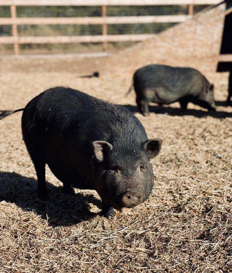 Rustic Farm Stay Temecula Dış mekan fotoğraf