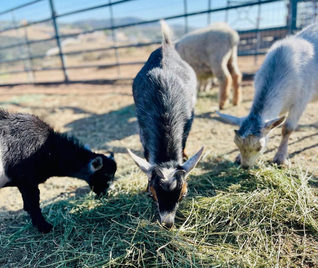 Rustic Farm Stay Temecula Dış mekan fotoğraf